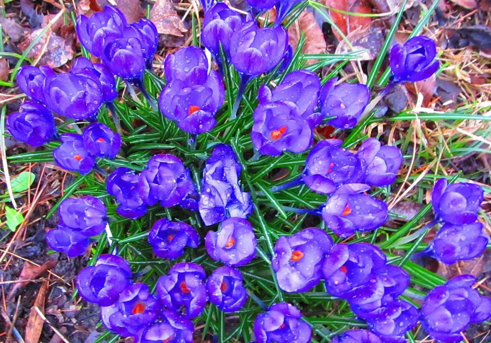 Photo of Crocus uploaded by jmorth