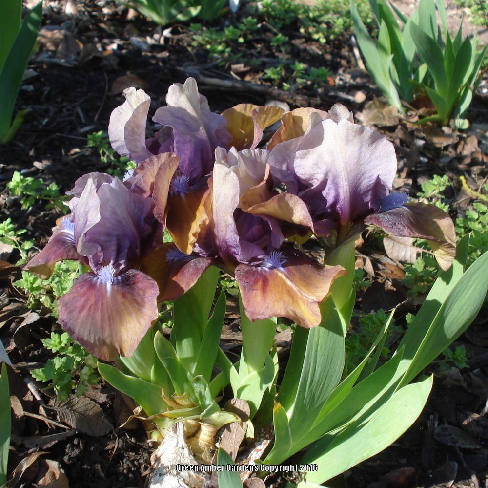 Photo of Standard Dwarf Bearded Iris (Iris 'Gizmo the Gremlin') uploaded by lovemyhouse