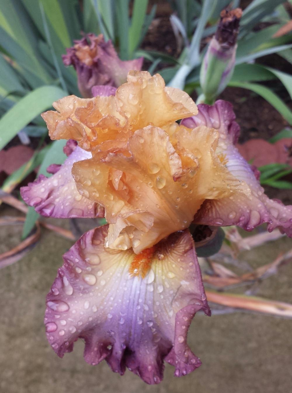 Photo of Tall Bearded Iris (Iris 'Modern Drama') uploaded by mesospunky