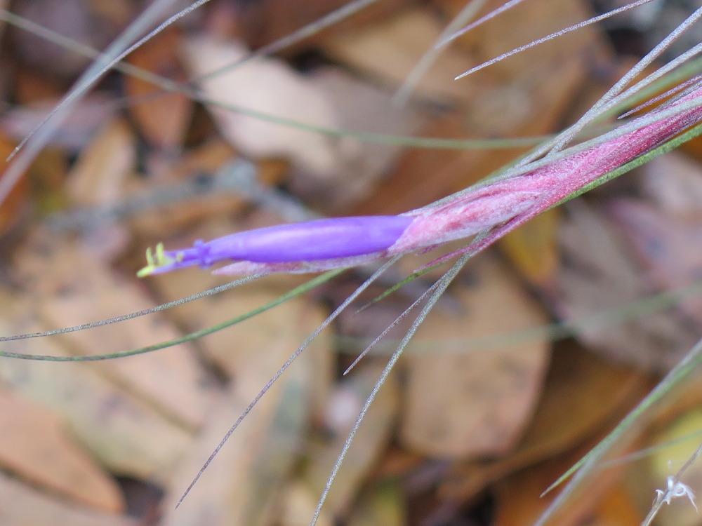 Photo of Ball Moss (Tillandsia recurvata) uploaded by rocklady