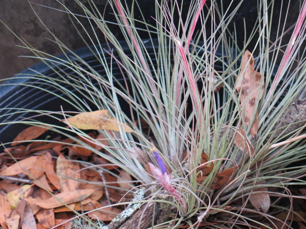 Photo of Ball Moss (Tillandsia recurvata) uploaded by rocklady