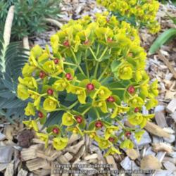 Location: Paris, France
Date: 16/03/16
Euphorbia myrsinites 'Washfield'