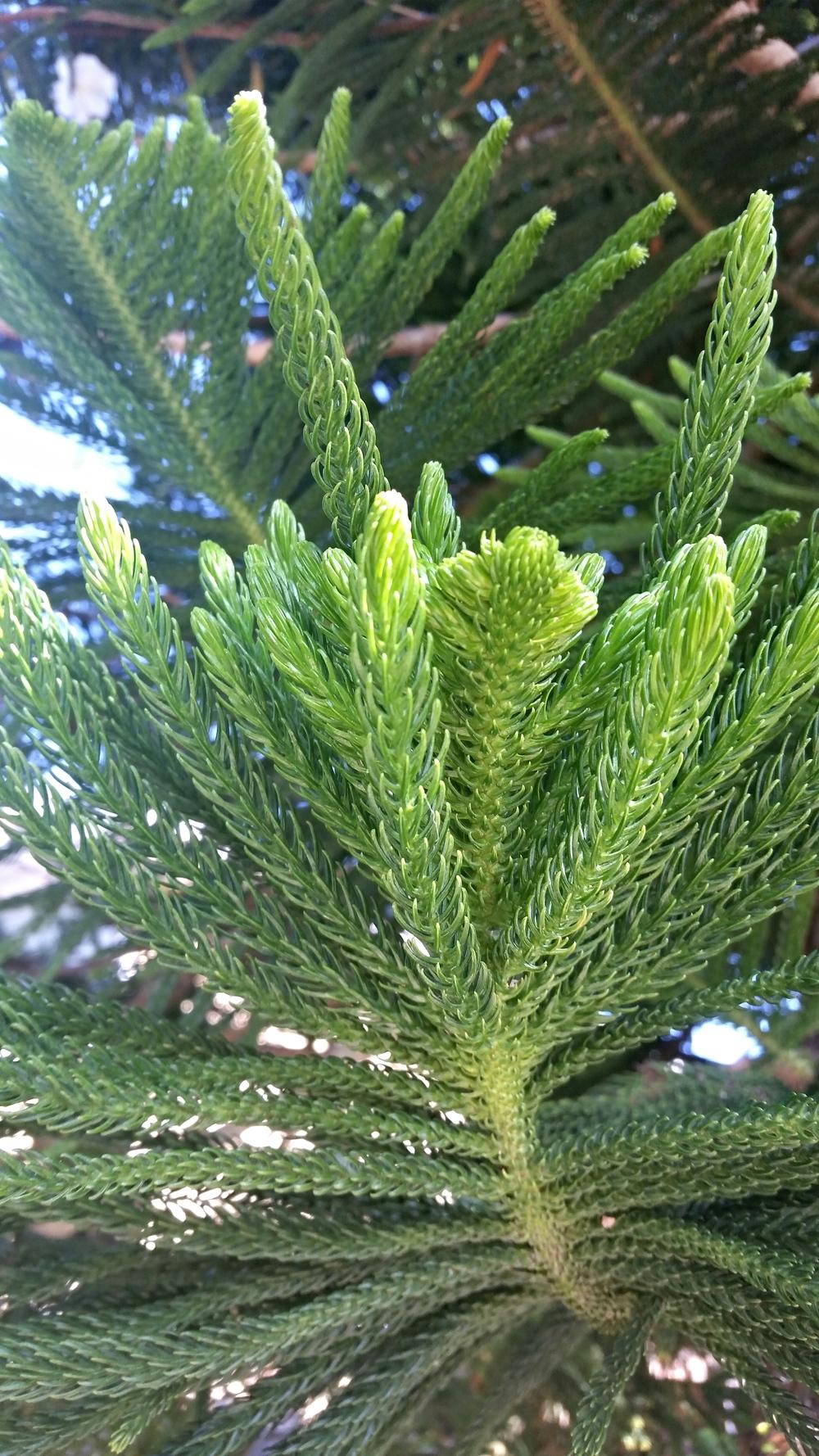 Photo of Norfolk Island Pine (Araucaria heterophylla) uploaded by JamesAcclaims