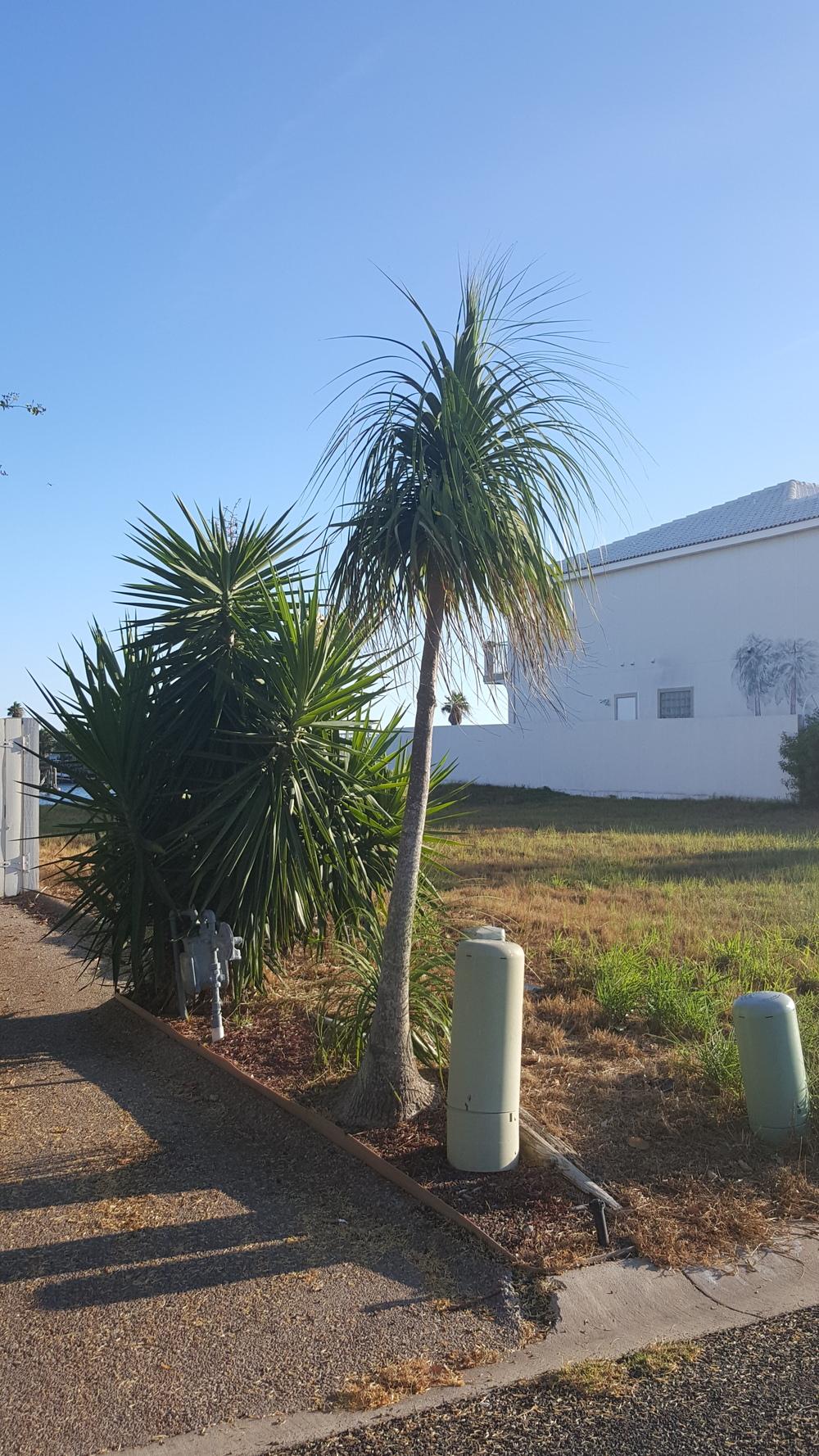 Photo of Ponytail Palm (Beaucarnea recurvata) uploaded by JamesAcclaims