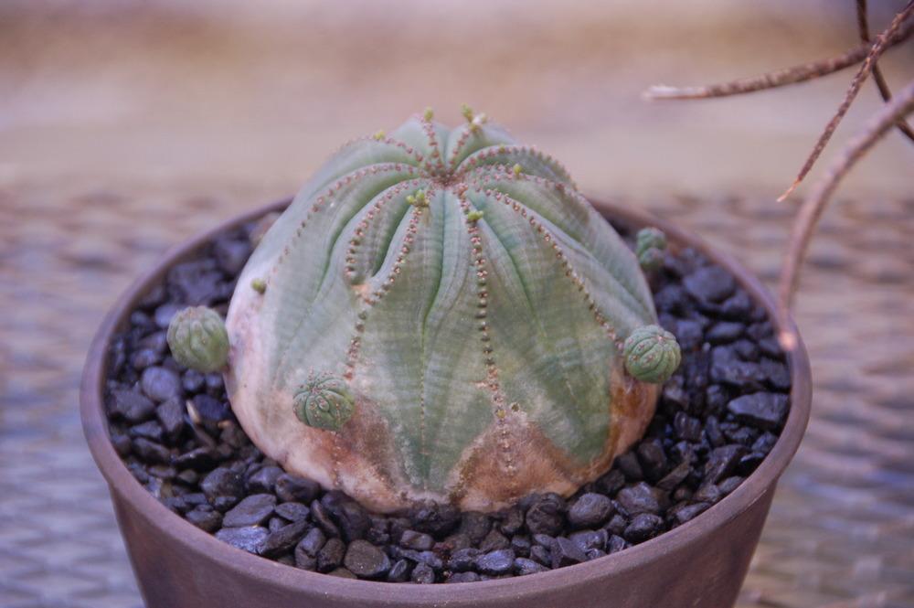 Photo of Baseball Plant (Euphorbia obesa) uploaded by LorettaNJ