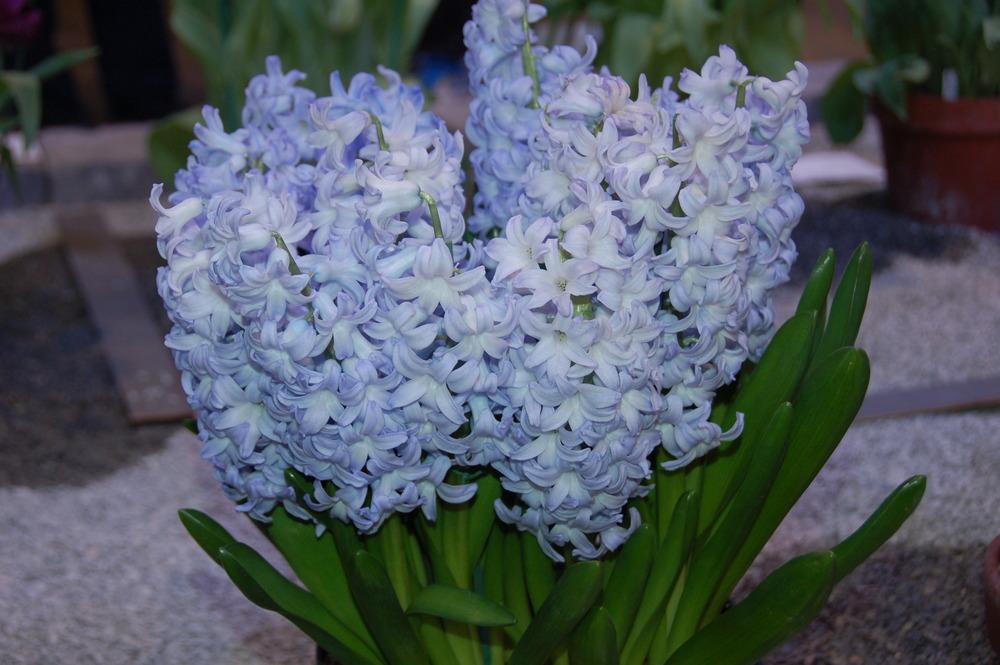 Photo of Hyacinth (Hyacinthus orientalis 'Blue Eyes') uploaded by LorettaNJ