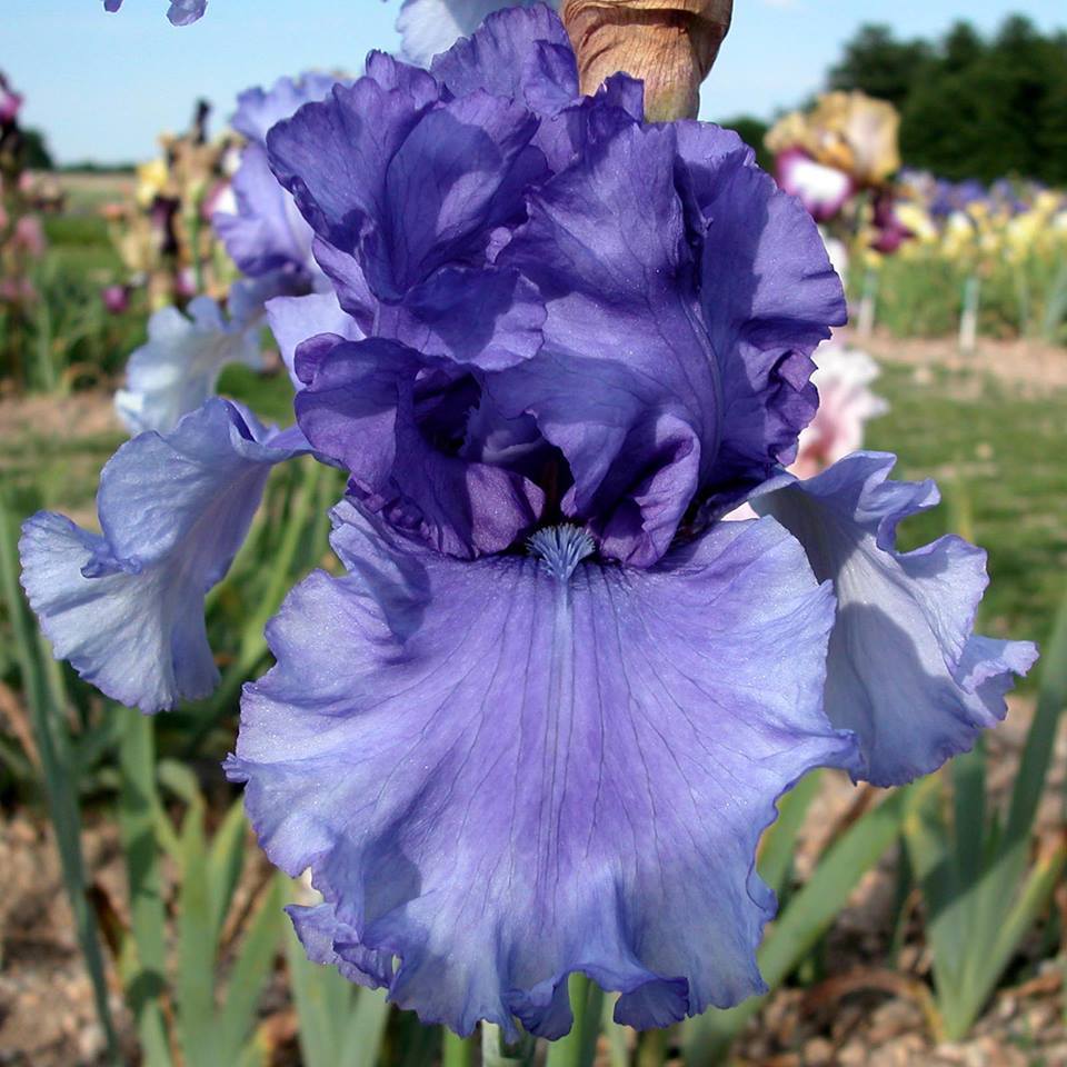 Photo of Tall Bearded Iris (Iris 'Honky Tonk Blues') uploaded by Misawa77