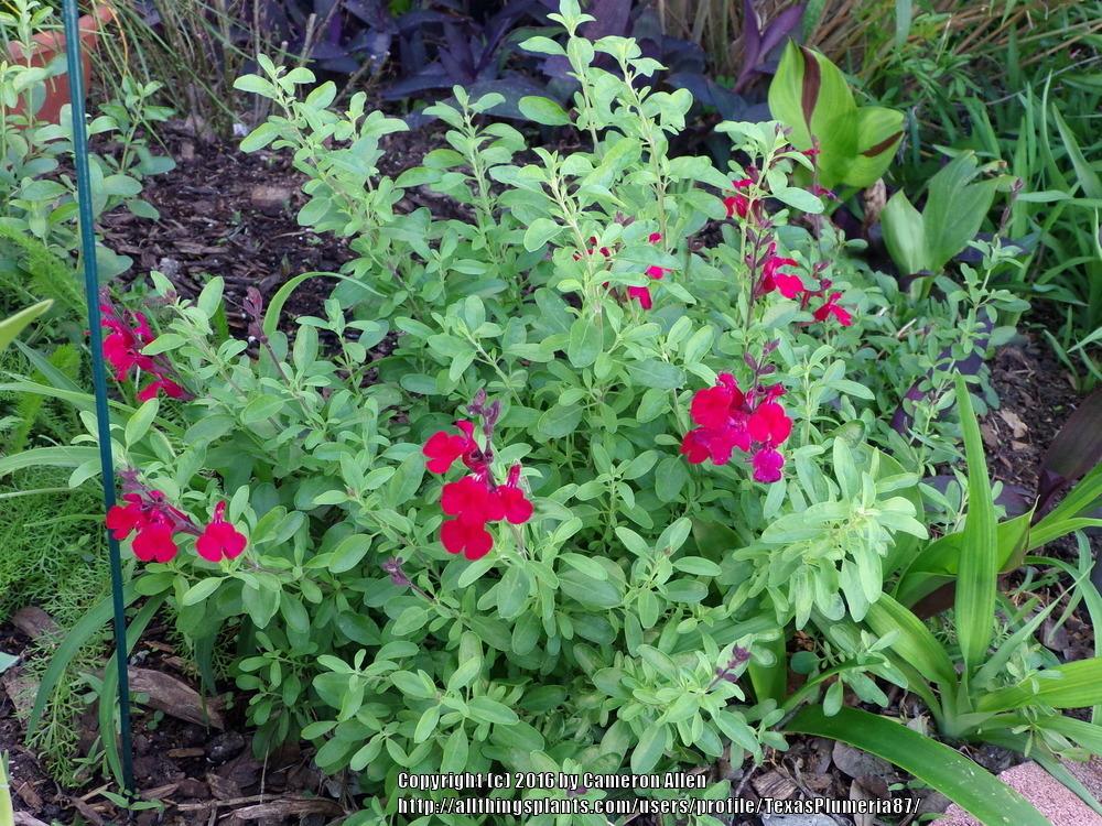 Photo of Autumn Sage (Salvia greggii 'Rose Pink') uploaded by TexasPlumeria87