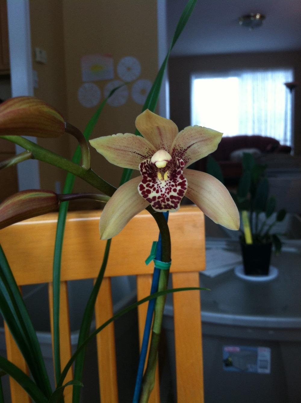 Photo of Orchid (Cymbidium) uploaded by TheOrchidGirl