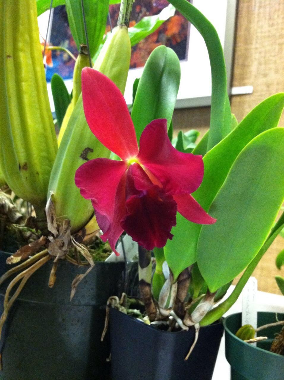 Photo of Orchid (Cattleya) uploaded by TheOrchidGirl