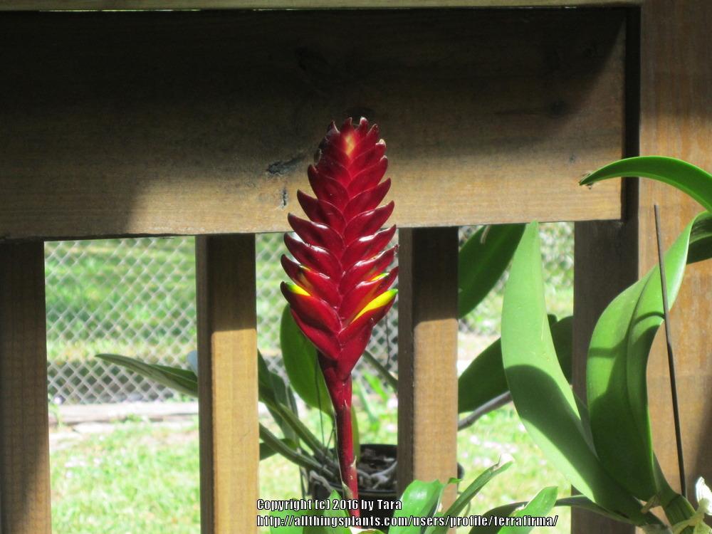 Photo of Flaming Sword (Vriesea carinata) uploaded by terrafirma