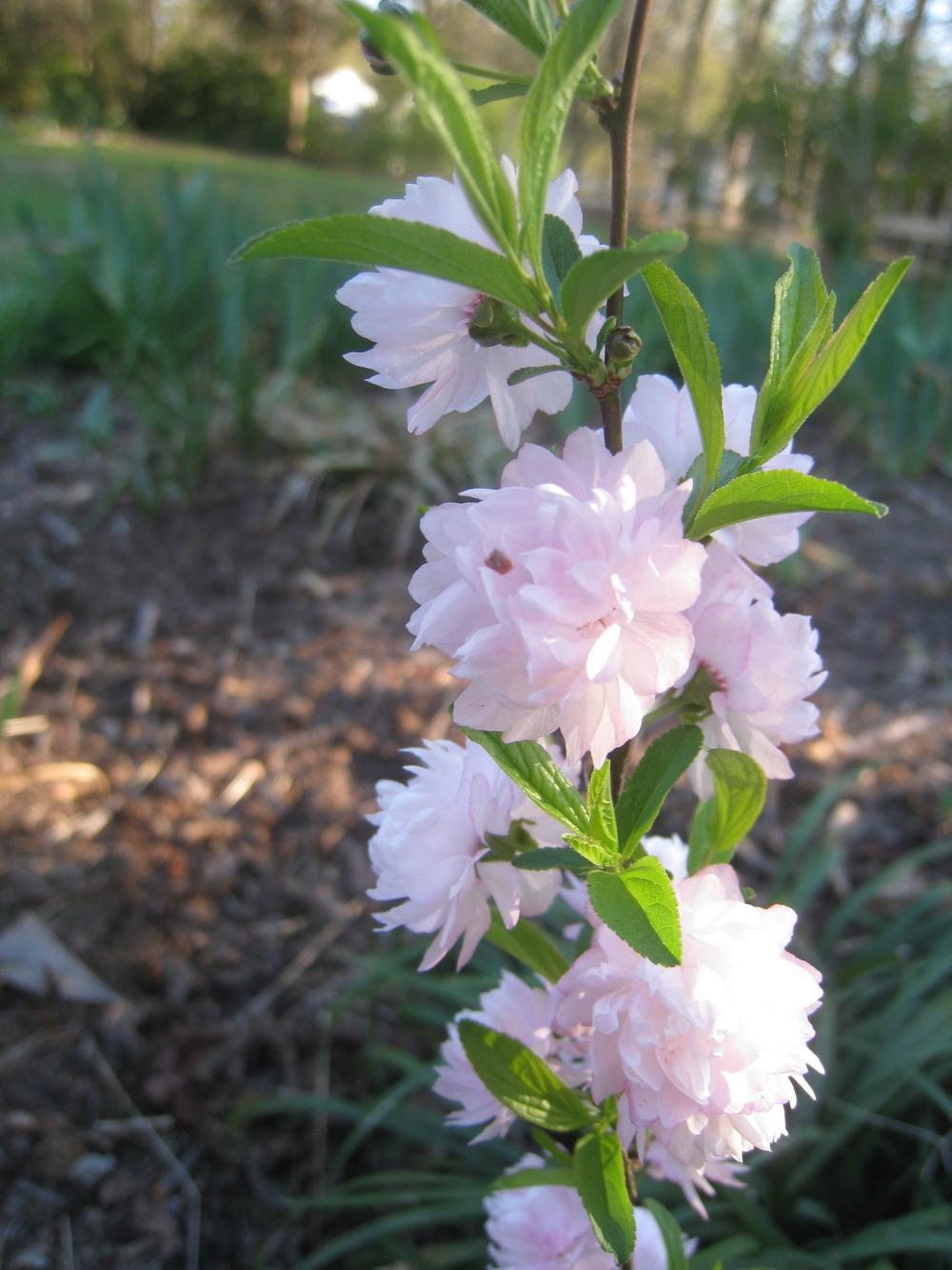 Photo of Flowering Almond (Prunus triloba) uploaded by Hemophobic