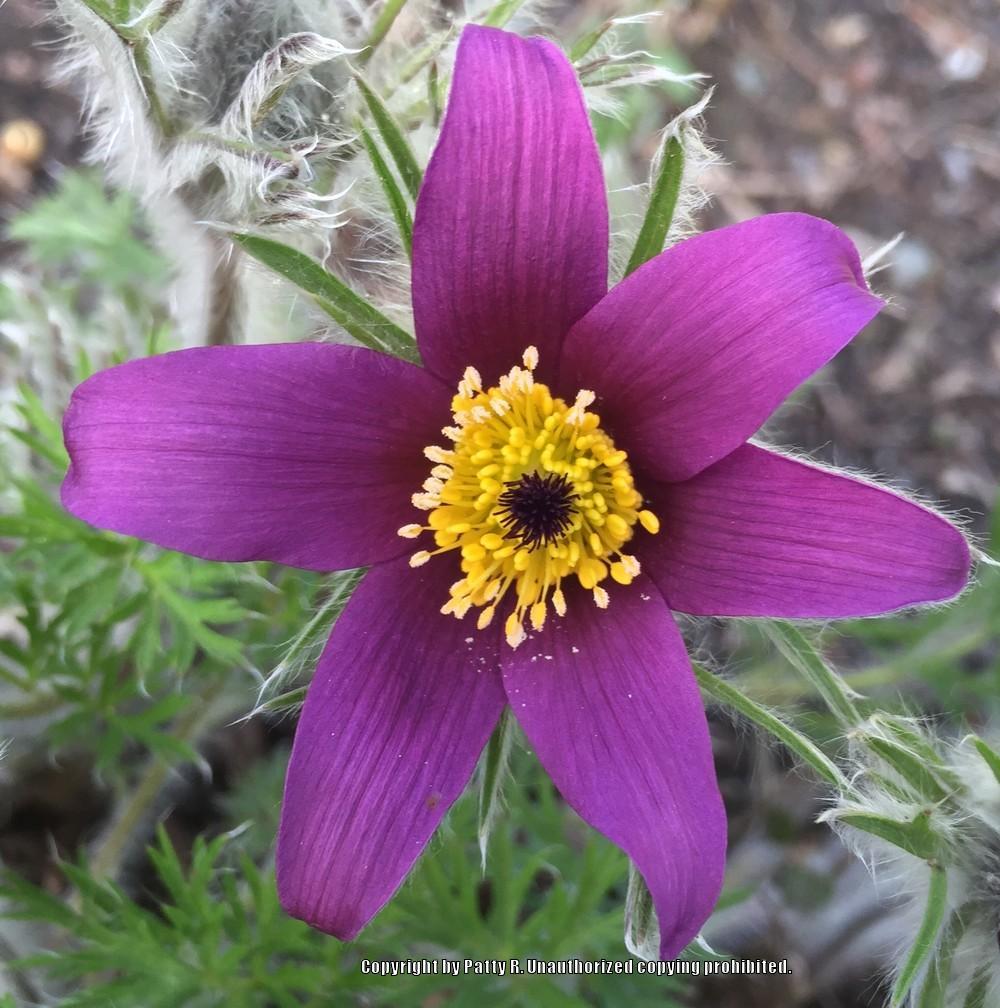 Photo of Pasque Flower (Pulsatilla vulgaris) uploaded by Patty