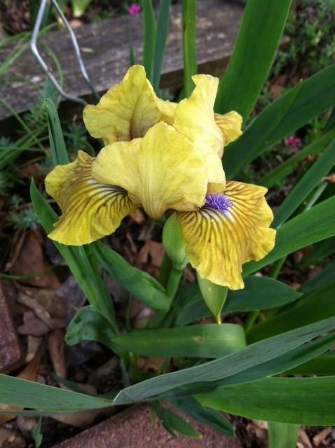 Photo of Standard Dwarf Bearded Iris (Iris 'Killarney Green') uploaded by grannysgarden