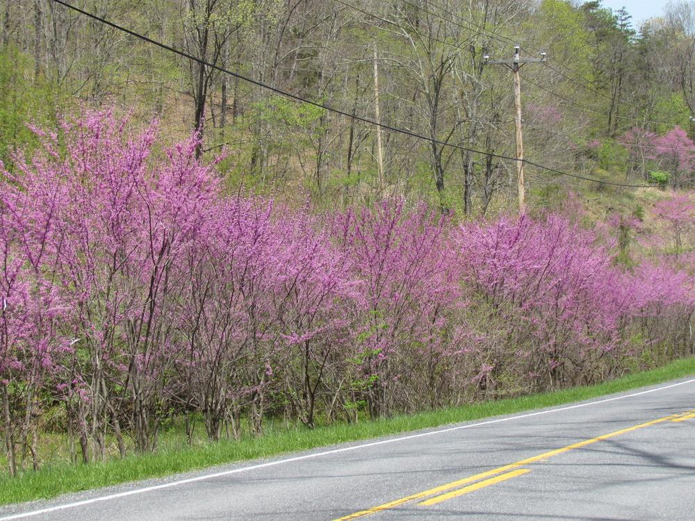 Photo of Eastern Redbud (Cercis canadensis) uploaded by greenthumb99