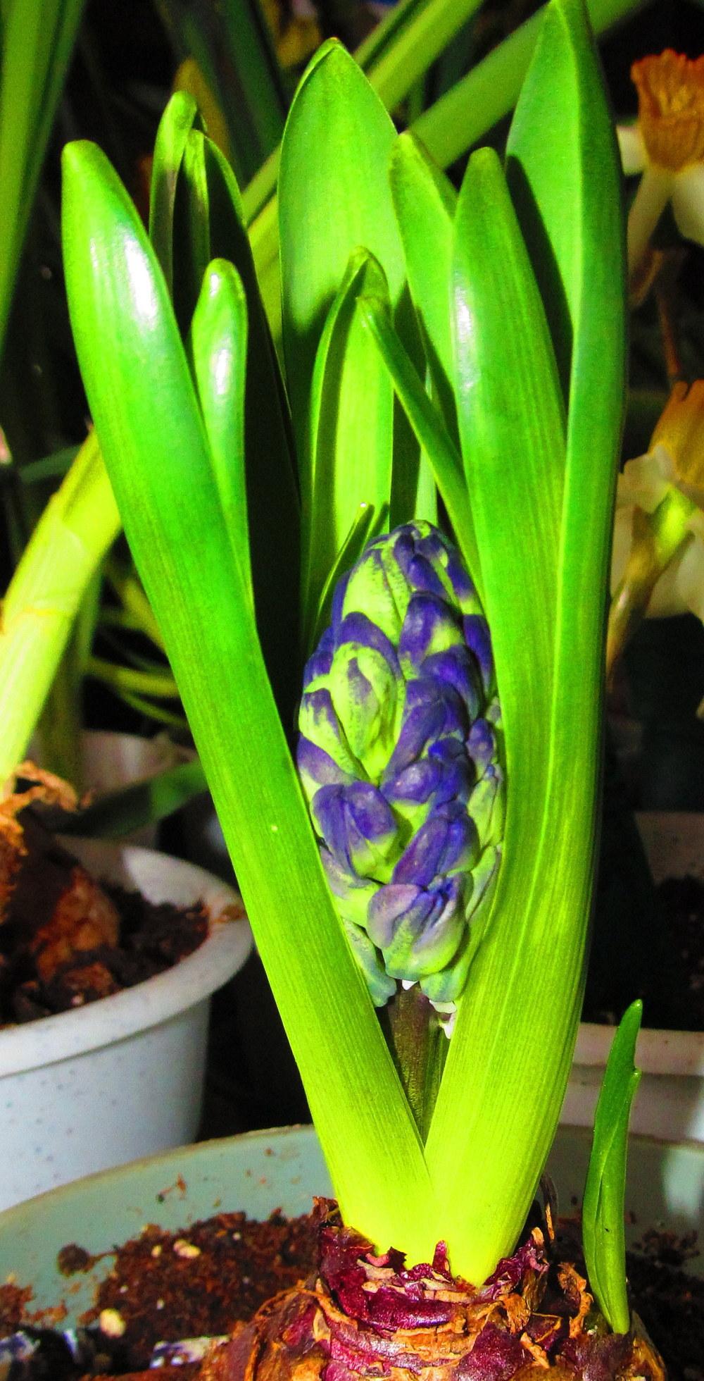 Photo of Hyacinth (Hyacinthus orientalis 'Menelik') uploaded by jmorth