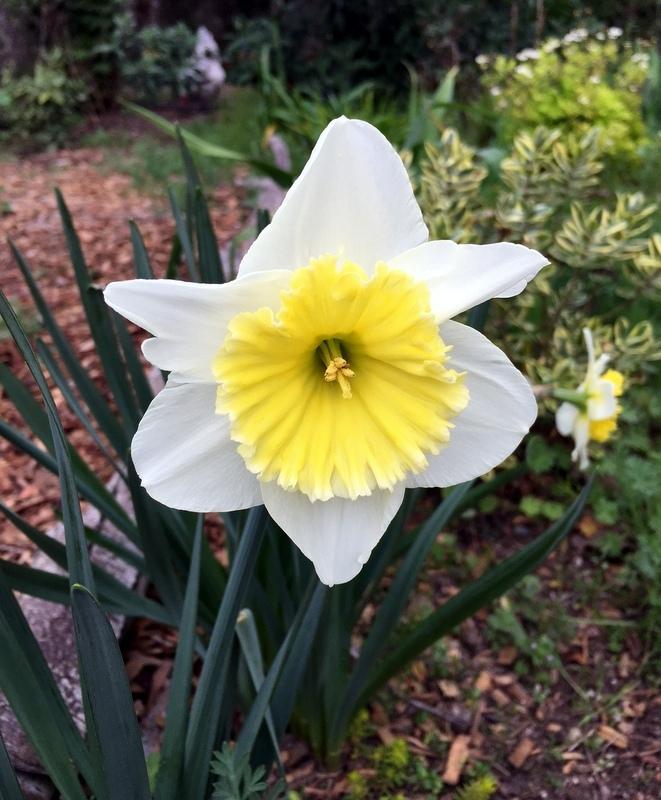 Photo of Large-Cupped Daffodil (Narcissus 'Ice Follies') uploaded by Calif_Sue