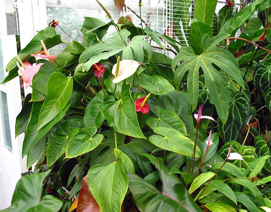 Photo of Anthuriums (Anthurium) uploaded by eclayne