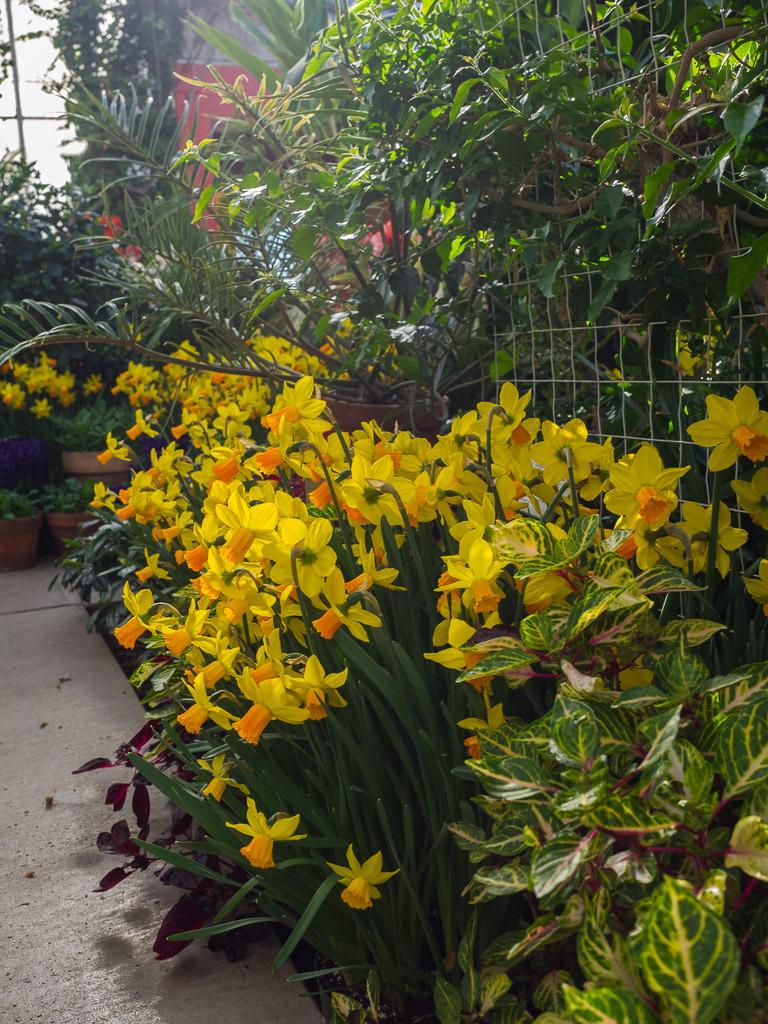 Photo of Cyclamineus Daffodil (Narcissus 'Jetfire') uploaded by frankrichards16