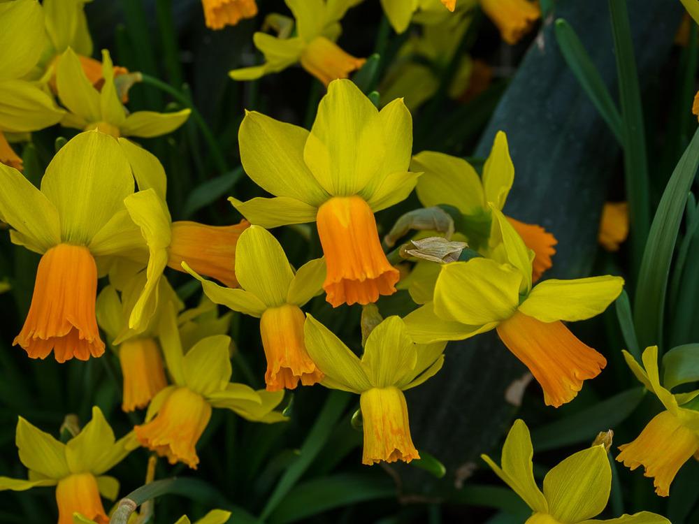 Photo of Cyclamineus Daffodil (Narcissus 'Jetfire') uploaded by frankrichards16