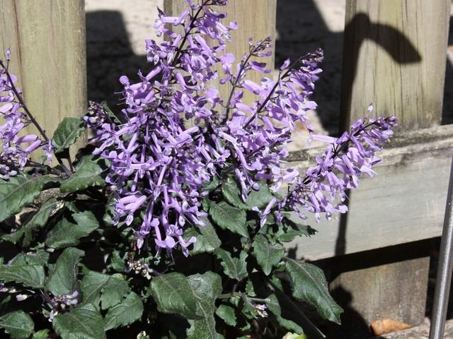 Photo of Spur Flower (Plectranthus Mona Lavender) uploaded by gingin