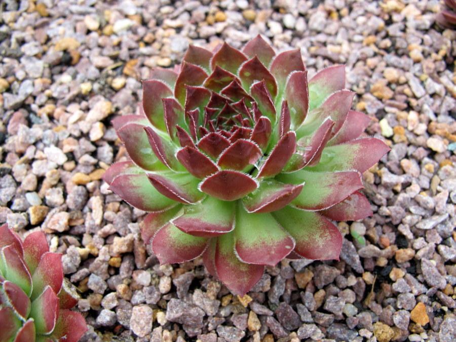 Photo of Hen and Chicks (Sempervivum 'Feuerrad') uploaded by goldfinch4