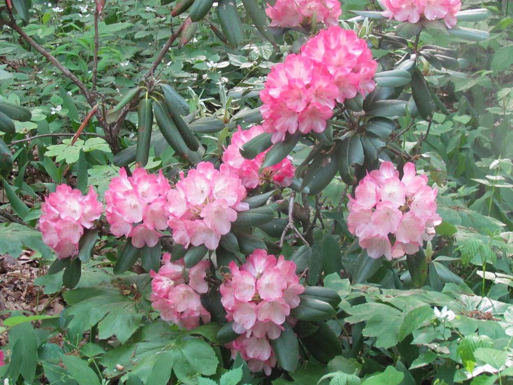 Photo of Rhododendron 'Roseum Elegans' uploaded by greenthumb99