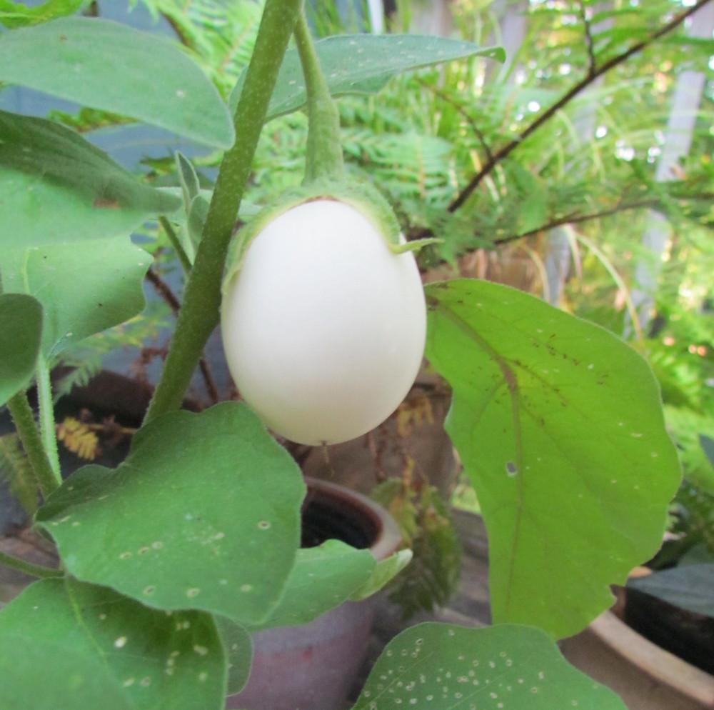 Photo of Eggplants (Solanum melongena) uploaded by greenthumb99