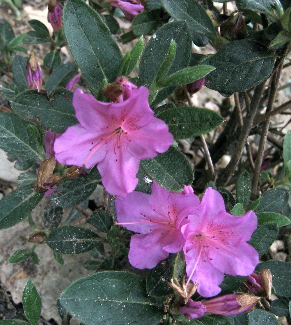 Photo of Azalea (Rhododendron Encore® Autumn Twist™) uploaded by greenthumb99