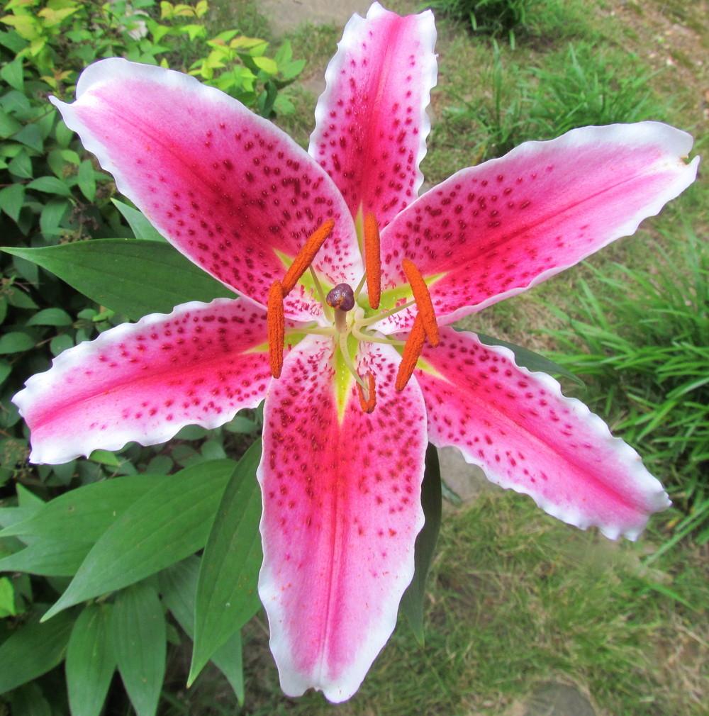 Photo of Oriental Lily (Lilium 'Star Gazer') uploaded by greenthumb99