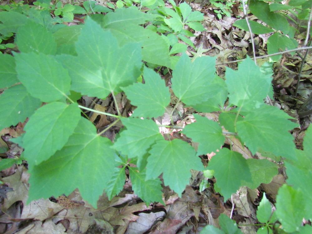 Photo of Mapleleaf Viburnum (Viburnum acerifolium) uploaded by greenthumb99