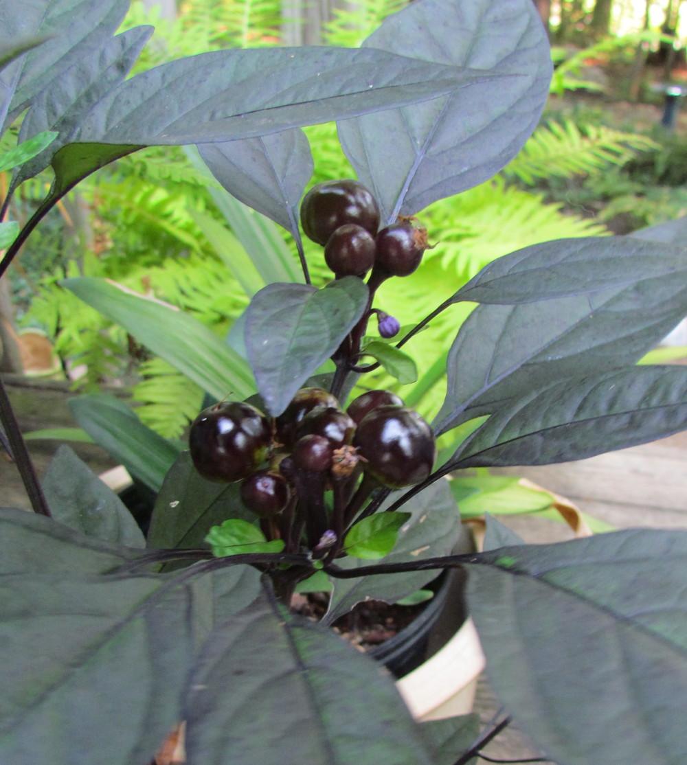 Photo of Ornamental Pepper (Capsicum annuum 'Black Pearl') uploaded by greenthumb99