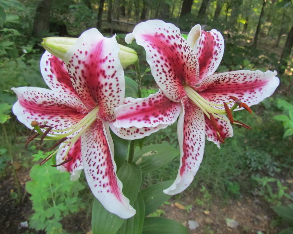 Photo of Lily (Lilium 'Tigerwoods') uploaded by greenthumb99