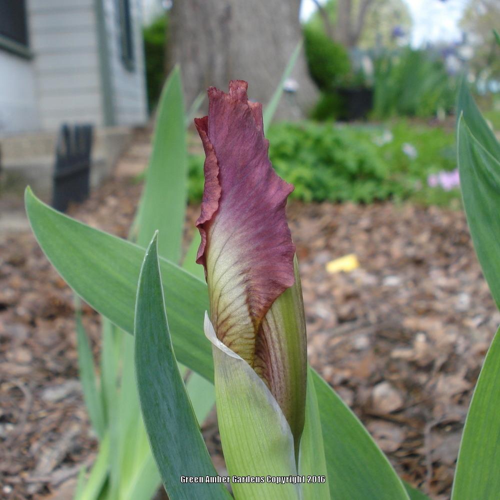 Photo of Standard Dwarf Bearded Iris (Iris 'Cat's Eye') uploaded by lovemyhouse