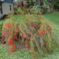 Location: Lutz, FL
Date: 2016-03-18
My neighbor's plant.  Can't take credit for this one!