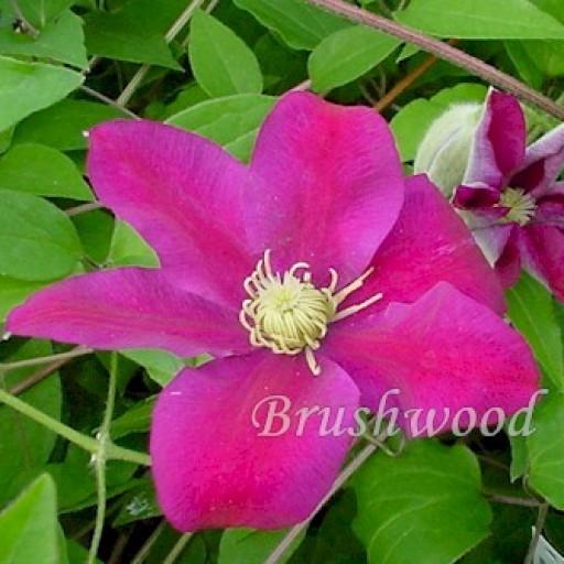 Photo of Clematis 'Sunset' uploaded by Calif_Sue