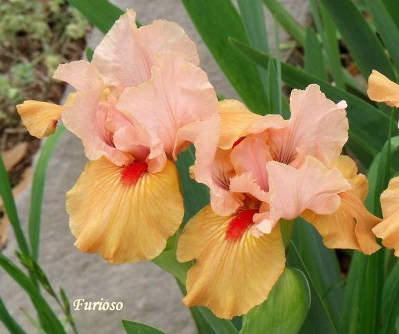 Photo of Intermediate Bearded Iris (Iris 'Furioso') uploaded by Ladylovingdove