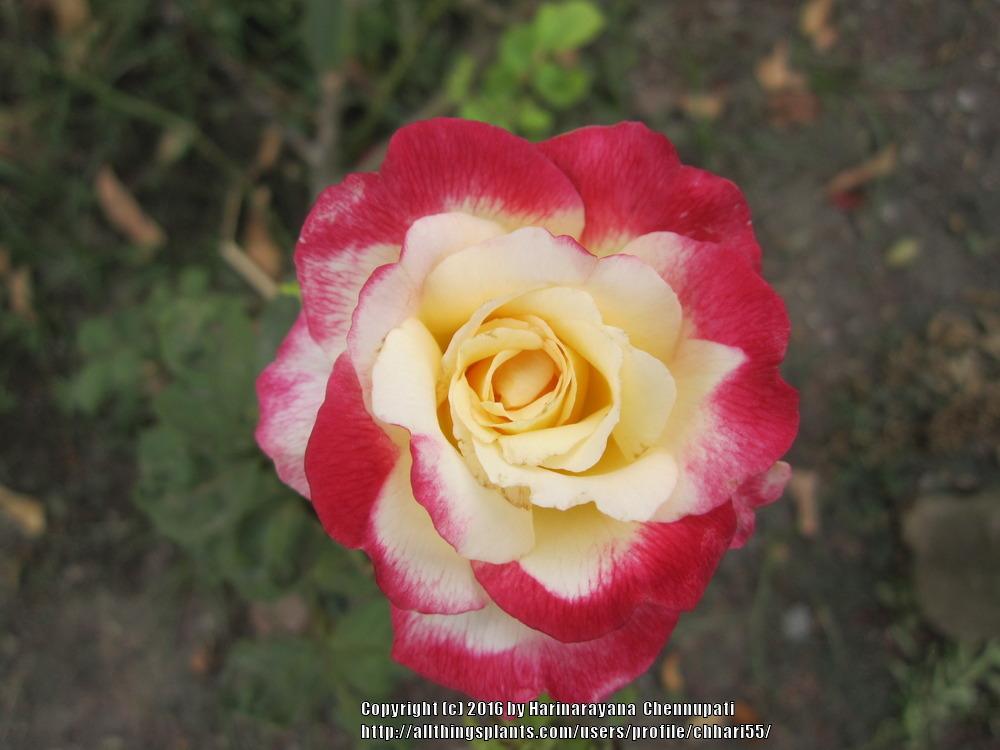 Photo of Hybrid Tea Rose (Rosa 'Double Delight') uploaded by chhari55