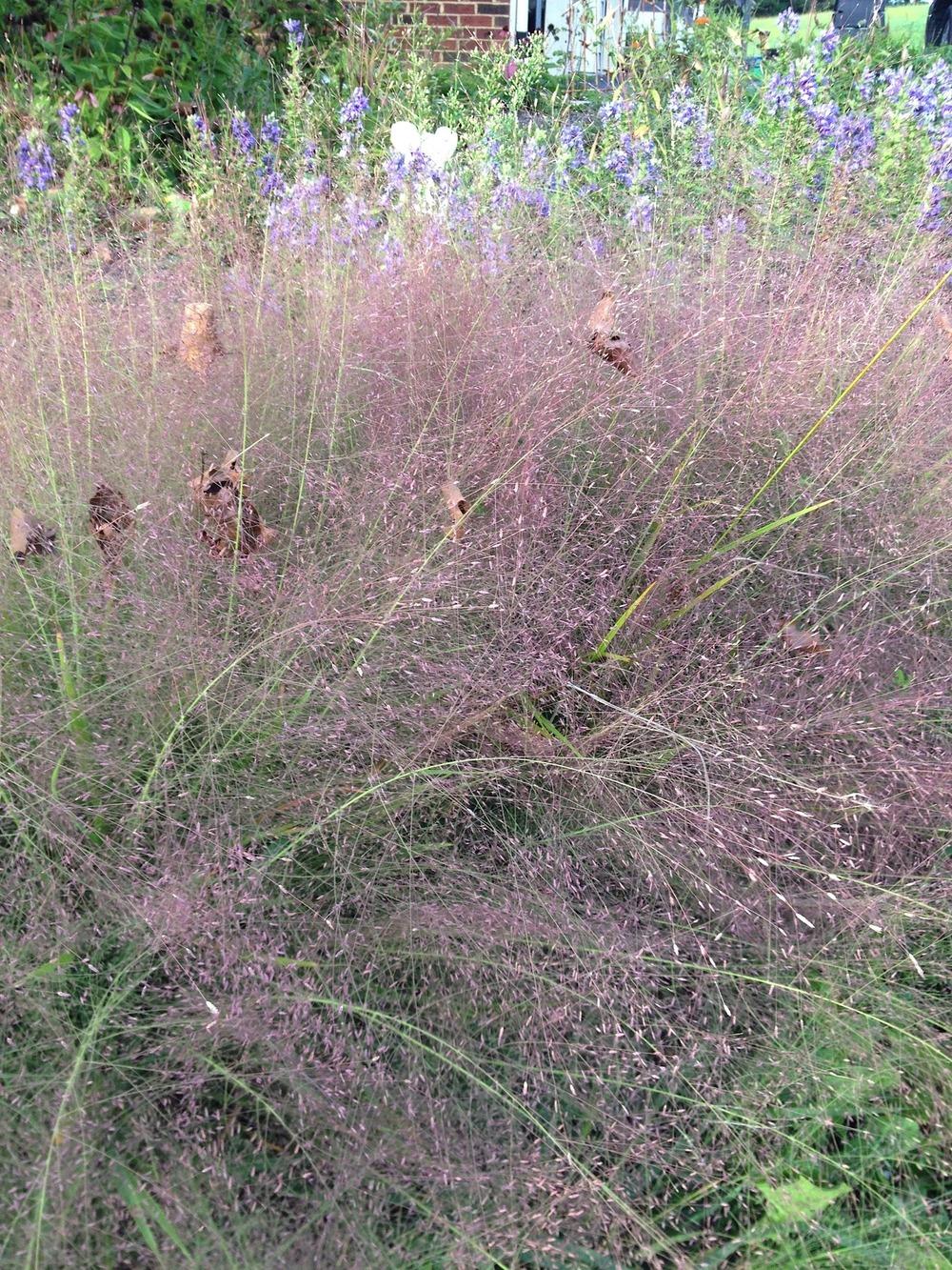 Photo of Purple Lovegrass (Eragrostis spectabilis) uploaded by greenthumb99