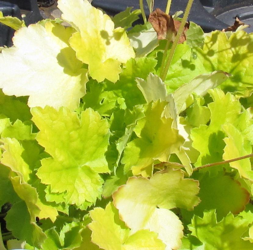 Photo of Coral Bells (Heuchera Dolce® Key Lime Pie) uploaded by greenthumb99