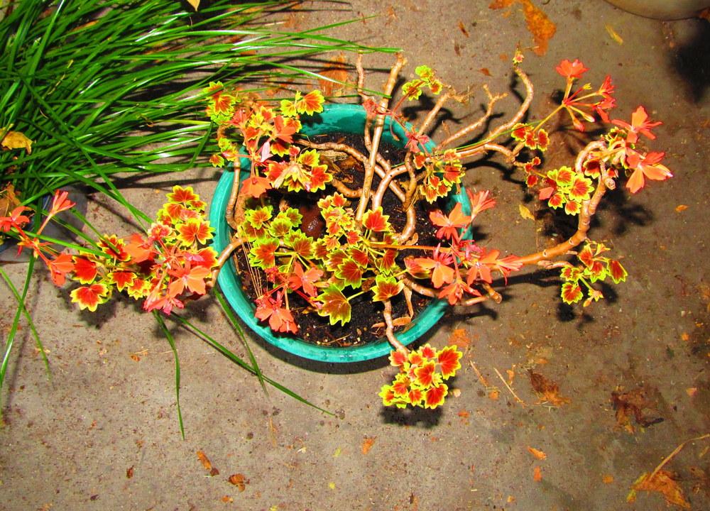 Photo of Zonal Geranium (Pelargonium x hortorum 'Vancouver Centennial') uploaded by jmorth