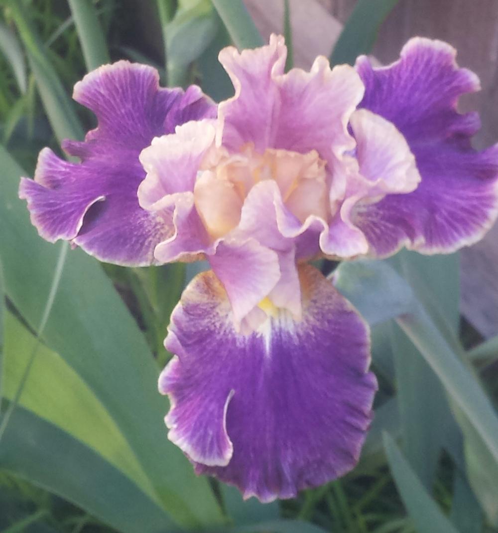 Photo of Tall Bearded Iris (Iris 'Lip Service') uploaded by mesospunky