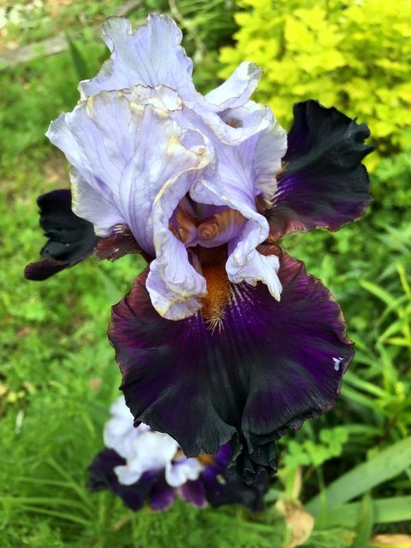 Photo of Tall Bearded Iris (Iris 'Edge of the World') uploaded by Calif_Sue