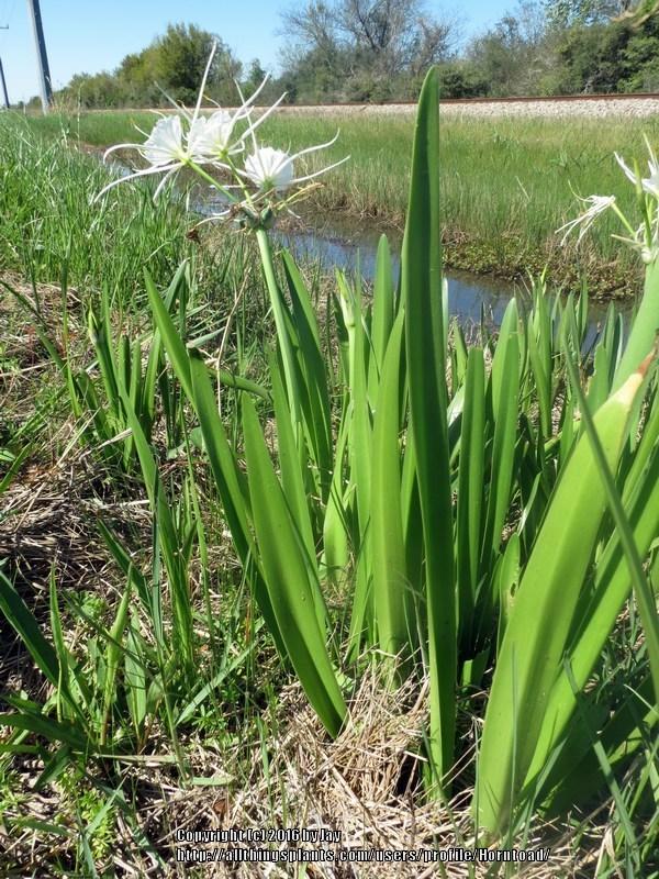 Photo of Spider Lily (Hymenocallis liriosme) uploaded by Horntoad