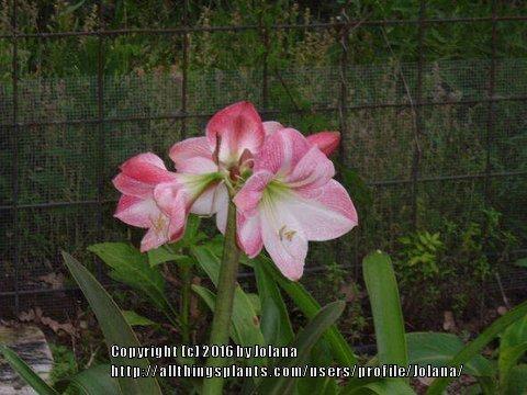 Photo of Amaryllis (Hippeastrum 'Apple Blossom') uploaded by Jolana