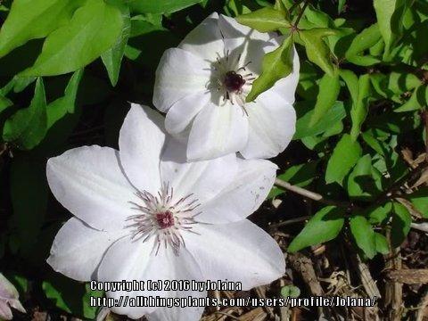 Photo of Clematis 'Henryi' uploaded by Jolana