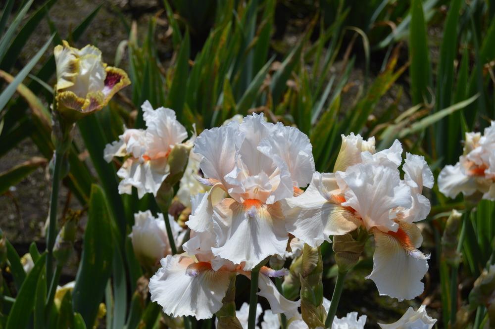 Photo of Tall Bearded Iris (Iris 'High Alert') uploaded by KentPfeiffer