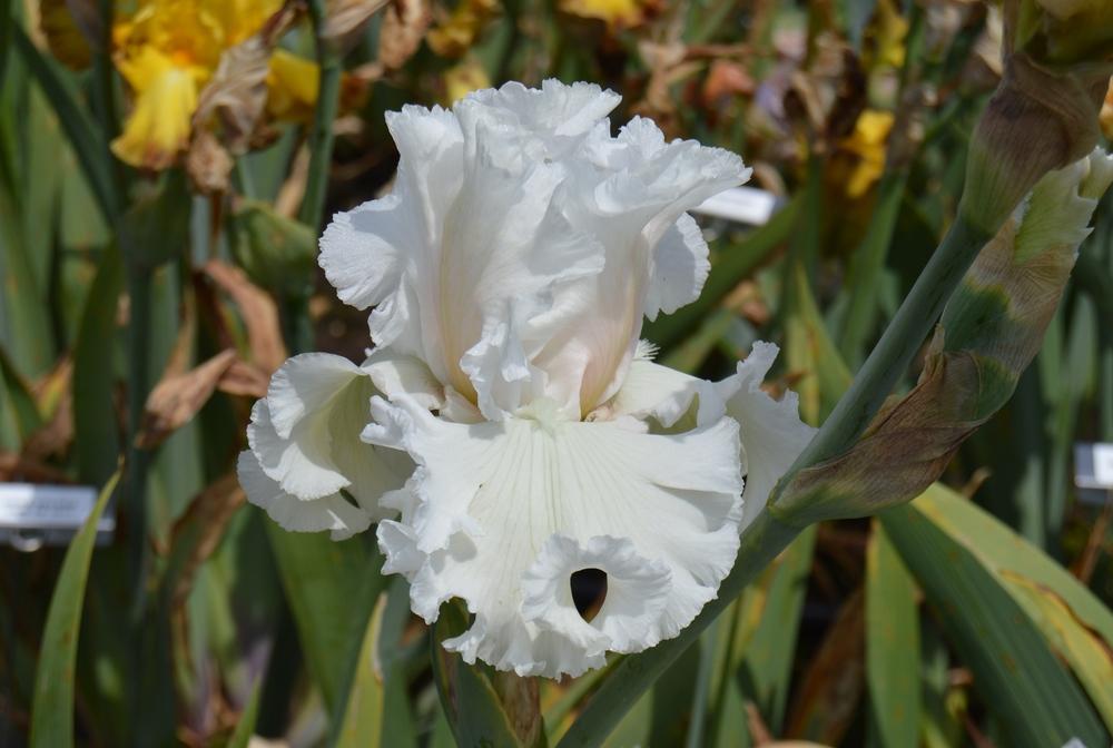 Photo of Tall Bearded Iris (Iris 'Heavenly Host') uploaded by KentPfeiffer