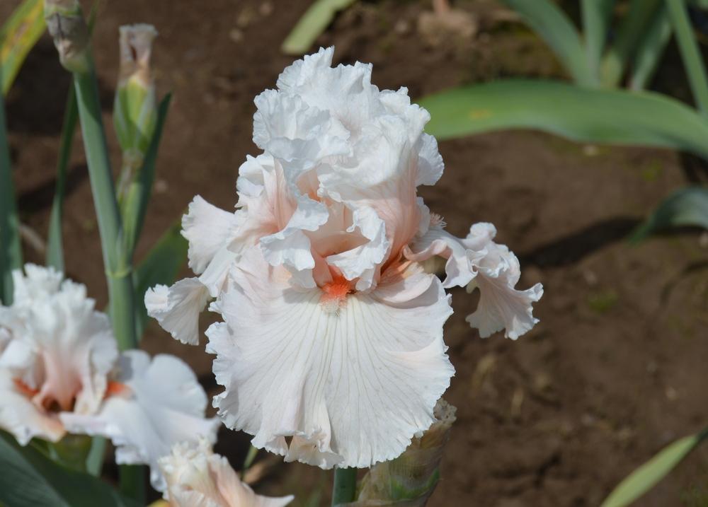 Photo of Tall Bearded Iris (Iris 'Hopeless Romantic') uploaded by KentPfeiffer