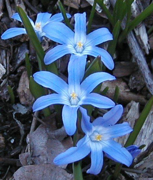 Photo of Glory Of The Snow (Scilla luciliae) uploaded by RoseBlush1